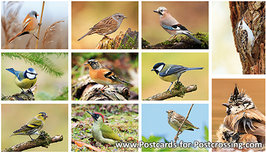 Bird postcards set Bird postcards set