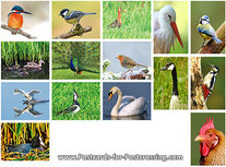 Bird postcards | postcard set birds - 15 postcards with bird motif Bird postcards | postcard set birds - 15 postcards with bird motif