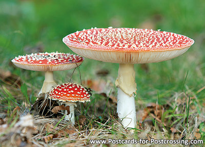 Postcard fly agarics