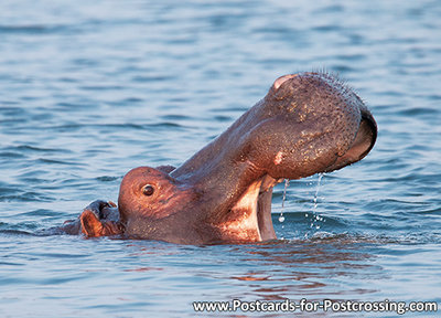 hippo postcards