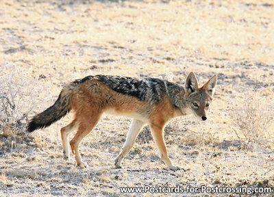 Black backed jackal postcard