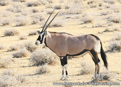 Oryx postcard
