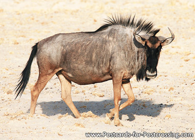 Wildebeest postcard