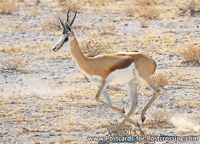 Springbok postcard