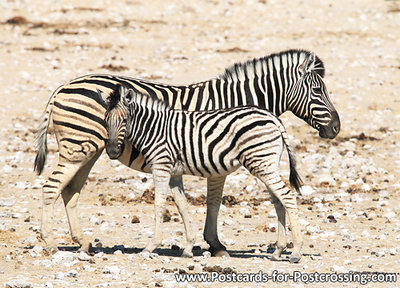 Burchell’s zebra postcard