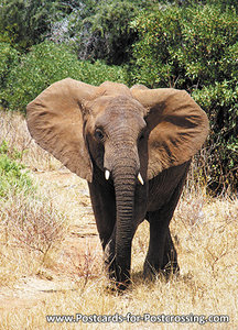 African elephant postcard