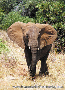 African elephant postcard