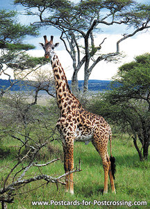 Masai Giraffe postcard