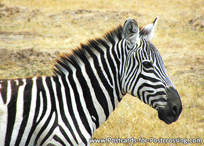 Zebra postcard