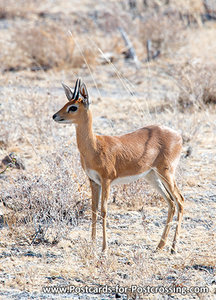 Steenbok postcard