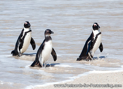 African penguins postcard
