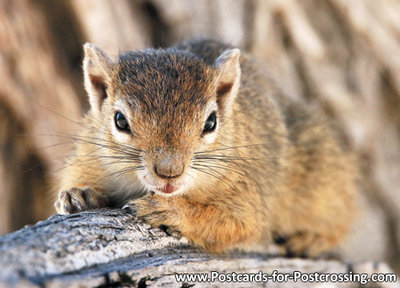 Tree Squirrel postcard