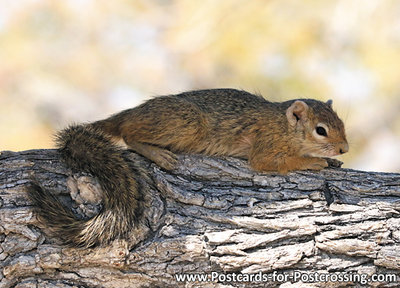 Tree Squirrel postcard