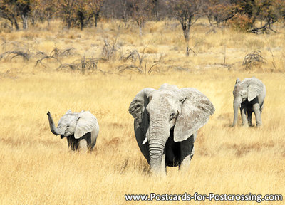 African elephant postcard