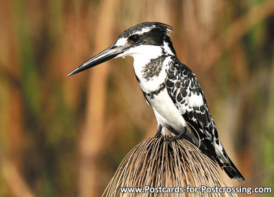 Pied kingfisher postcard