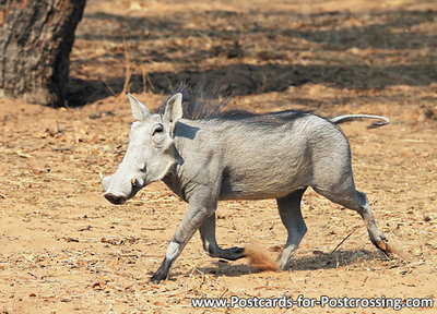 Warthog postcard