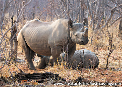 Rhino postcard
