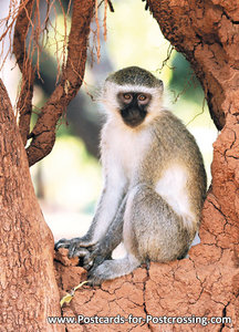 Vervet monkey postcard