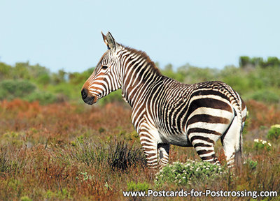 Cape mountain zebra postcard