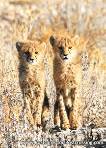 Cheetah postcard 