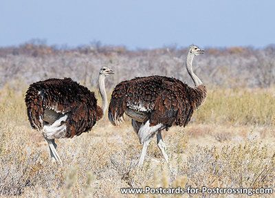 Common ostrich postcard