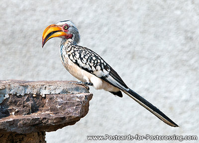 Southern yellow-billed hornbill postcard