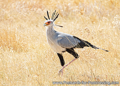 Secretarybird postcard