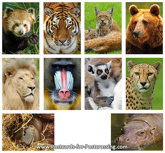 zoo postcards - set with 10 animals