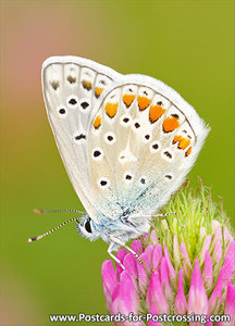 Common blue postcard