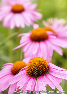 Coneflower postcard 