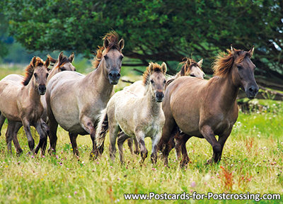 Konik horses postcard