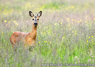 Deer postcard