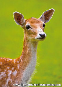 Fallow deer postcard