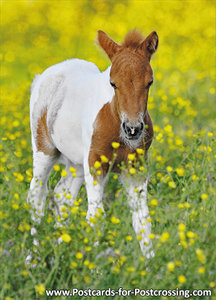 Foal postcard
