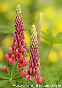 Lupine postcard