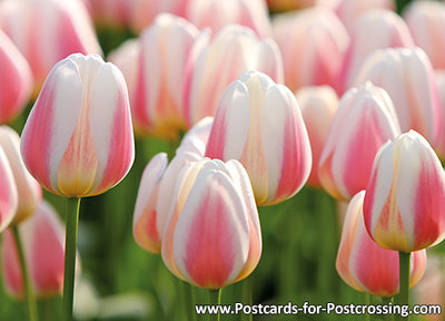 Field with tulips postcard