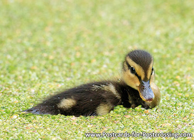 Young duckling postcard