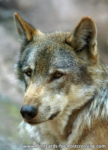 Wolf postcards