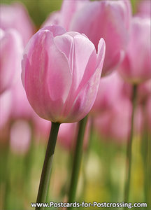 Pink Tulip postcard