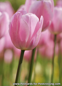 Pink Tulip postcard