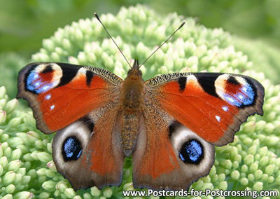 European Peacock postcard 