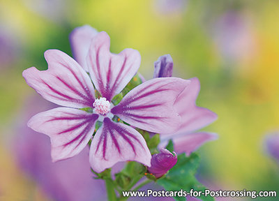 Malva sylvestris postcard