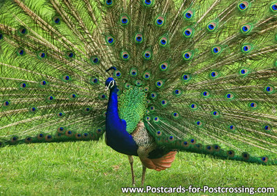 Peacock postcard