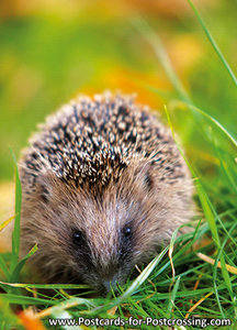 Hedgehog postcard