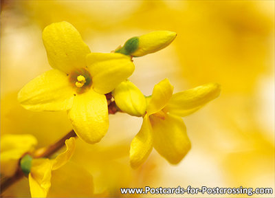 Forsythia postcard