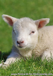 Lamb postcard