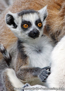 Ring tailed Lemur postcard
