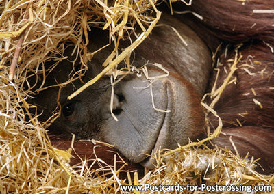 Orang Utan postcard