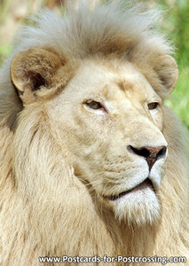 African lion postcard