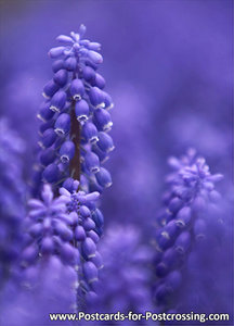 Grape hyacinths postcard